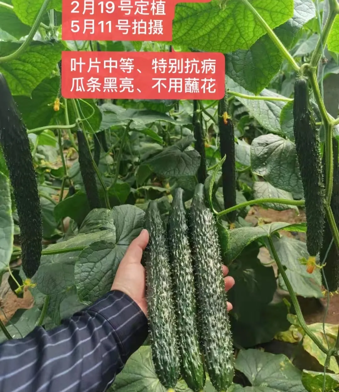 济南黄瓜种子（系列）